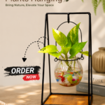 Single Glass Jar Plants Hanging