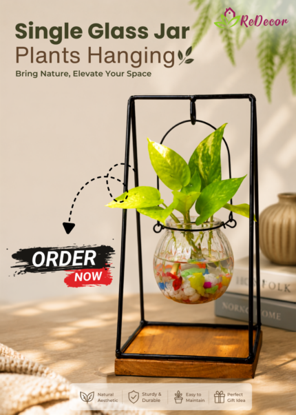 Single Glass Jar Plants Hanging
